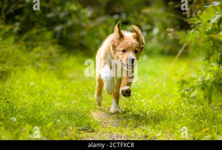 Mignon Bordertoller mix race chiot, bordure collie et toller Banque D'Images