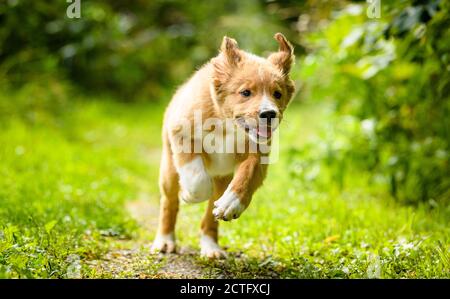 Mignon Bordertoller mix race chiot, bordure collie et toller Banque D'Images