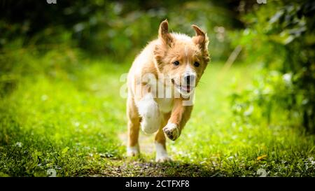 Mignon Bordertoller mix race chiot, bordure collie et toller Banque D'Images