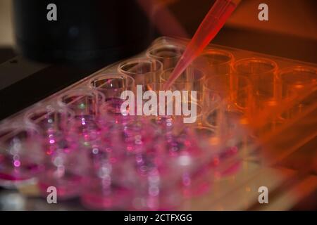 Système Multipette et bac multi-puits, d'expérimentation dans le laboratoire de microbiologie Banque D'Images