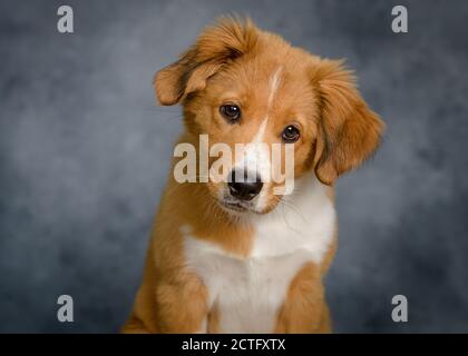 Mignon Bordertoller mix race chiot, bordure collie et toller Banque D'Images