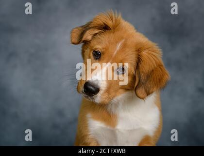 Mignon Bordertoller mix race chiot, bordure collie et toller Banque D'Images