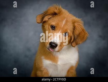 Mignon Bordertoller mix race chiot, bordure collie et toller Banque D'Images