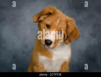 Mignon Bordertoller mix race chiot, bordure collie et toller Banque D'Images