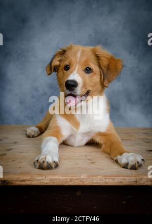 Mignon Bordertoller mix race chiot, bordure collie et toller Banque D'Images