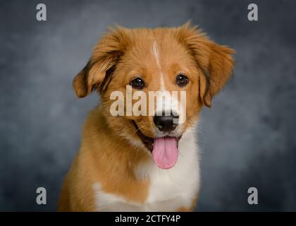 Mignon Bordertoller mix race chiot, bordure collie et toller Banque D'Images