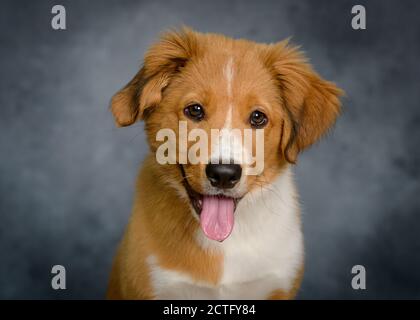 Mignon Bordertoller mix race chiot, bordure collie et toller Banque D'Images