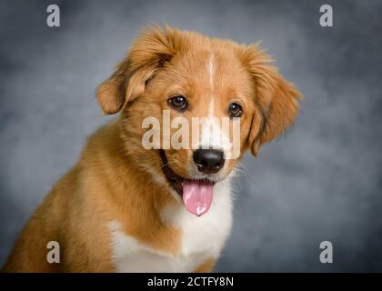 Mignon Bordertoller mix race chiot, bordure collie et toller Banque D'Images