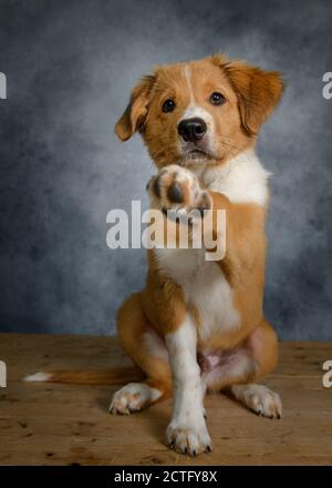 Mignon Bordertoller mix race chiot, bordure collie et toller Banque D'Images