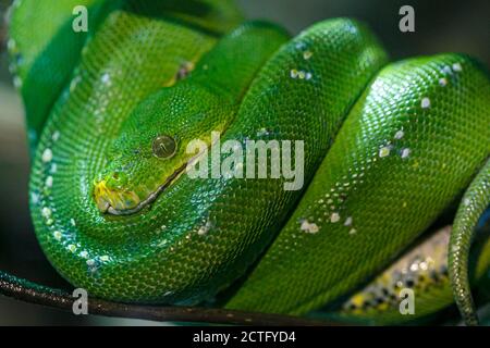 Le boa d'émeraude ou simplement le boa d'Émeraude Corallus caninus roulé sur la branche. Photo de haute qualité Banque D'Images