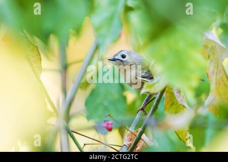 Goldcrest assis parmi les feuilles de la forêt d'automne Banque D'Images