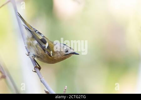 Goldcrest assis sur une branche de la forêt d'automne Banque D'Images