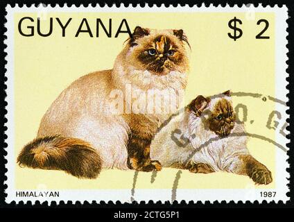 GUYANA - VERS 1988 : un timbre imprimé au Guyana à partir du numéro « Cats » montre l'Himalaya, vers 1988. Banque D'Images