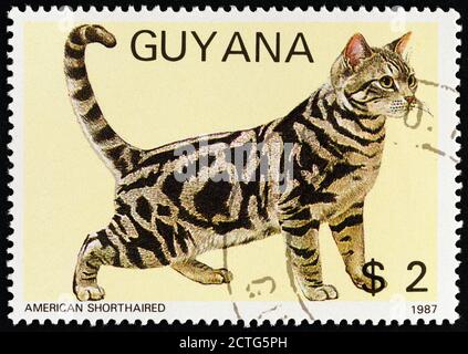 GUYANA - VERS 1988 : un timbre imprimé au Guyana dans le numéro « Cats » montre American Shorthared, vers 1988. Banque D'Images