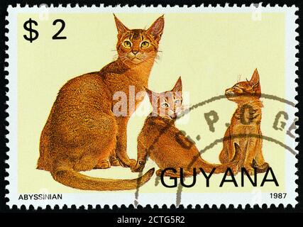 GUYANA - VERS 1988: Un timbre imprimé au Guyana à partir du numéro des «Cats» montre Abyssinian, vers 1988. Banque D'Images