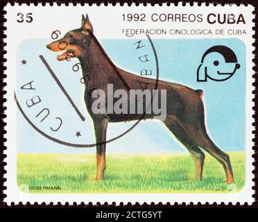 CUBA - VERS 1992 : un timbre imprimé à Cuba à partir du numéro des « Dogs » montre Dobermann, vers 1992. Banque D'Images