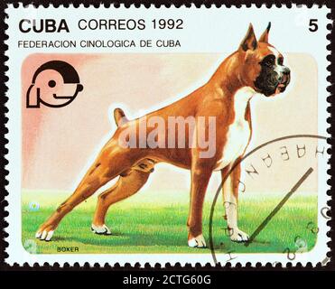 CUBA - VERS 1992 : un timbre imprimé à Cuba dans le numéro des « Dogs » montre Boxer, vers 1992. Banque D'Images