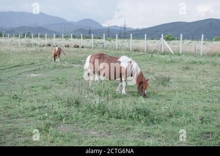 Poney Shetland enceinte dans la prairie magnifique paysage montagne fond. Banque D'Images