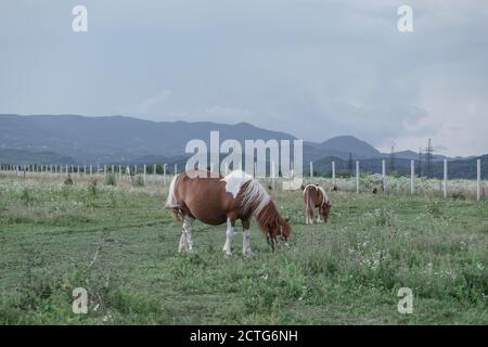 Poney Shetland enceinte dans la prairie magnifique paysage montagne fond. Banque D'Images