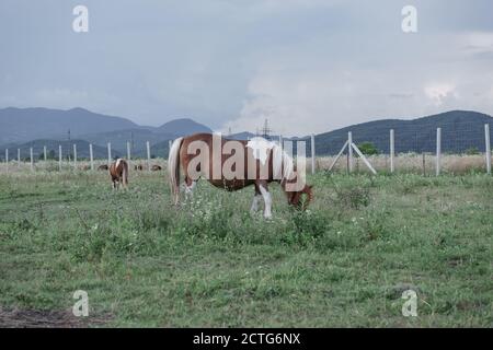 Poney Shetland enceinte dans la prairie magnifique paysage montagne fond. Banque D'Images