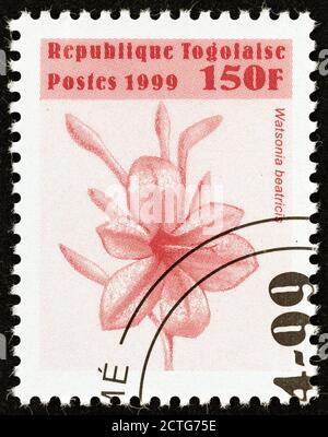 TOGO - VERS 1999: Un timbre imprimé au Togo de l'édition 'fleurs' montre Watsonia beatricis, vers 1999. Banque D'Images