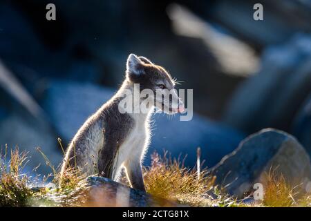 Renard arctique sauvage (Vulpes lagopus) dans les montagnes du Dovre, Norvège Banque D'Images