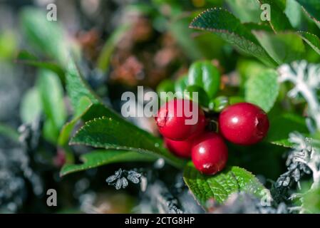 Baies et feuilles de framboises rouges macro vertes en finlande forêt Banque D'Images