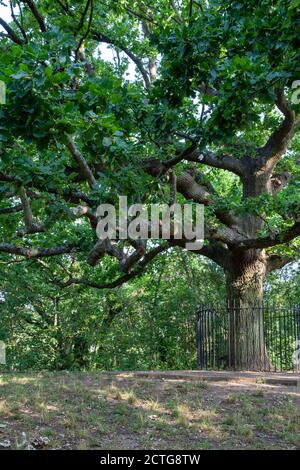 The Honor Oak, One Tree Hill, vestige du Great North Wood, Londres SE23 Banque D'Images