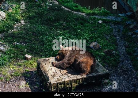 Un ours brun endormi ou grizzli Banque D'Images