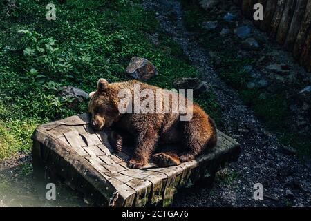 Un ours brun endormi ou grizzli Banque D'Images