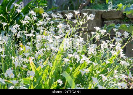 Iris confusa également connu sous le nom de bambou iris le matin le soleil est originaire des régions tempérées de l'Asie, mais il est illustré Ici fleurit dans un jardin de Sydney Australie Banque D'Images