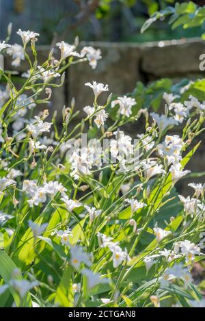 Iris confusa également connu sous le nom de bambou iris le matin le soleil est originaire des régions tempérées de l'Asie, mais il est illustré Ici fleurit dans un jardin de Sydney Australie Banque D'Images