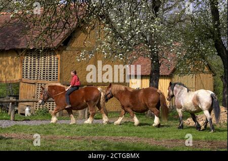 Projet de Bretagne, Cheval Girl Riding Banque D'Images