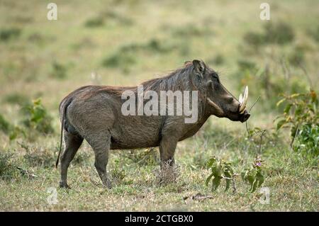 Warthog, phacochoerus aethiopicus, mâle avec de longues Défenses, Masai Mara Park au Kenya Banque D'Images