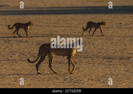 Le Guépard (Acinonyx jubatus) avec les louveteaux, Kgalagadi transfrontier Park, Afrique du Sud Banque D'Images