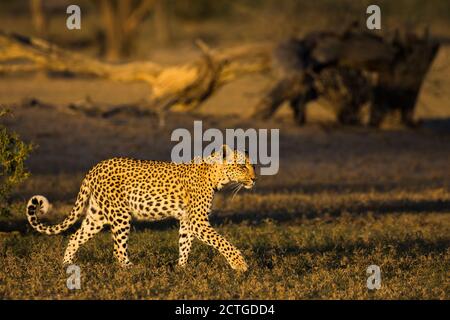Leopard (Panthera pardus) féminin, Kgalagadi transfrontier Park, Afrique du Sud Banque D'Images