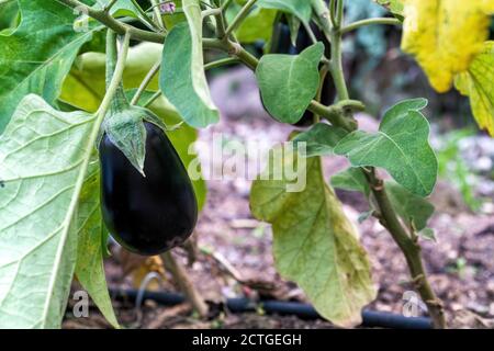 Aubergines noires poussant sur la brousse. Image parfaite pour les ingrédients du régime végétalien. Banque D'Images