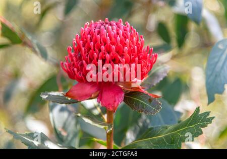 Belle fleur de waratah rouge indigène prête pour le printemps. Brisbane Water National Park, Patonga sur la côte centrale de Nouvelle-Galles du Sud, Australie. Banque D'Images