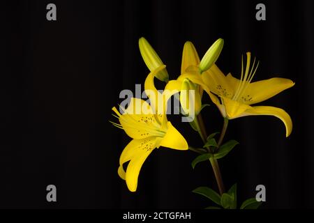 Nénuphars jaunes sur fond noir avec un espace pour le texte. La composition horizontale. Photo dans une touche basse. Arrière-plan noir isolé. Une photo de studio. Banque D'Images