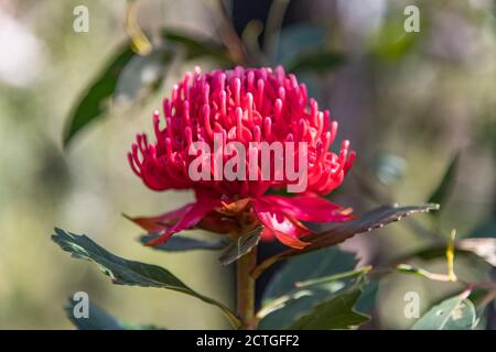 Belle fleur de waratah rouge indigène prête pour le printemps. Brisbane Water National Park, Patonga sur la côte centrale de Nouvelle-Galles du Sud, Australie. Banque D'Images