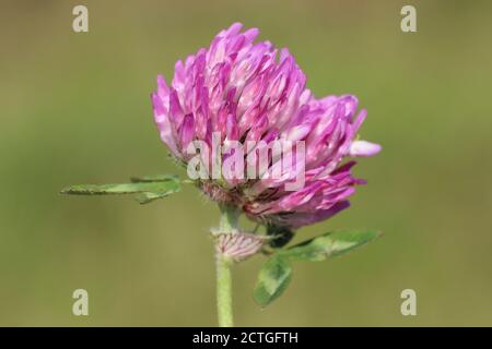 Le trèfle rouge (Trifolium pratense) Banque D'Images