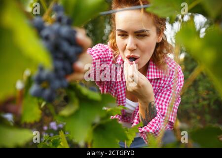 Week-end. Bonne jeune femme lors de la cueillette de baies dans un jardin à l'extérieur. Amour, famille, style de vie, récolte, concept d'automne. Gai, sain et charmant. Alimentation biologique, agriculture, jardinage. Banque D'Images