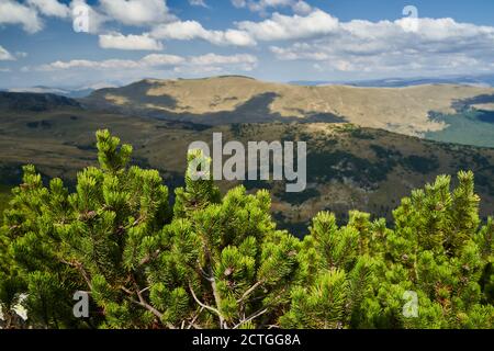 Forêt de pins de montagne à broussailles (pinus mugo) au début de l'automne dans les hautes terres Banque D'Images