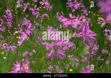 Cambriolage en rade (Lychnis flos-cucuci) dans un pré humide en amont, Kielder Water & Forest Park, Northumberland, Royaume-Uni Banque D'Images