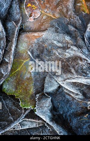 Planchetelle morte givrée en gros plan à la fin de l'automne, passant à l'hiver, la Grotte, haute-Savoie, France. Banque D'Images