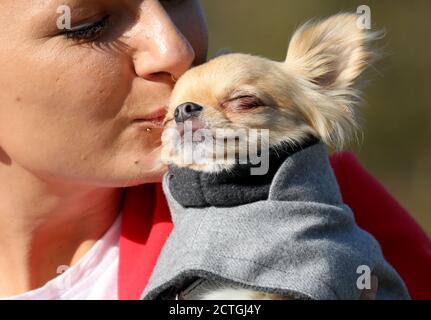 Rostock, Allemagne. 23 septembre 2020. Jasmin Naskovski, de la boutique « Rostocker Fellnase », présente un manteau pour son prince Chihuahua lors de la conférence de presse avant le « salon international des chiens ». Pour l'exposition de deux jours sur 03. Et 04.10.2020 1,759 chiens de plus de 250 races sont enregistrés. Credit: Bernd Wüstneck/dpa-Zentralbild/ZB/dpa/Alay Live News Banque D'Images