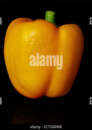 Poivron jaune sur fond noir avec gouttes d'eau Banque D'Images