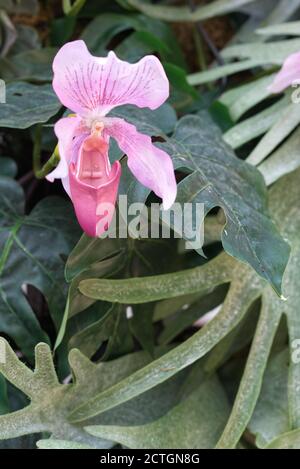 Orchidée en forme de slipper rose exposée à Annabel.s à Londres Banque D'Images