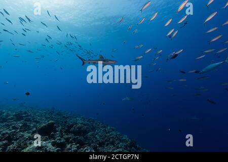 Un seul requin gris Reef naque dans l'eau bleue avec groupe de poissons argentés Banque D'Images