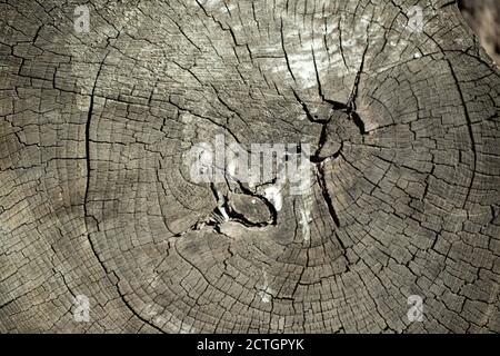 Coupe d'un vieux arbre brûlé au soleil. Arrière-plan, texture du bois. Banque D'Images